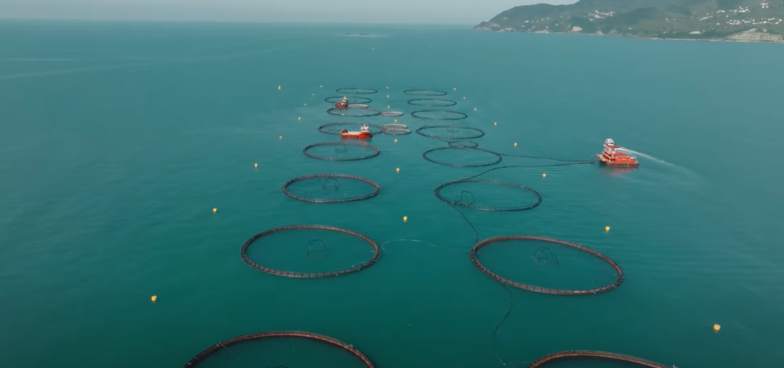 From the Black Sea to the World: Turkish Salmon